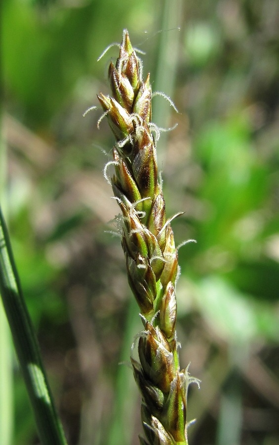 Изображение особи Carex diandra.