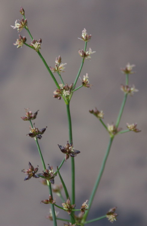 Изображение особи Juncus articulatus.