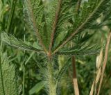 Potentilla obscura