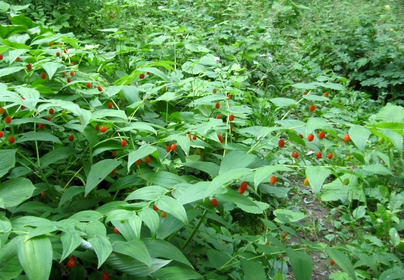 Изображение особи Streptopus amplexifolius.