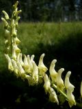 Aconitum barbatum