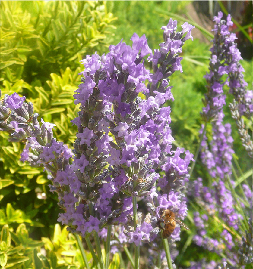 Image of Lavandula angustifolia specimen.