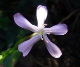 Saponaria officinalis