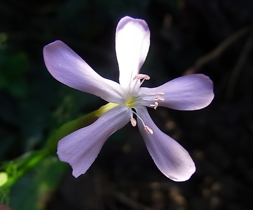 Image of Saponaria officinalis specimen.