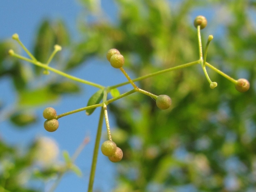 Изображение особи Galium palustre.