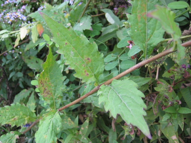 Image of Aster ageratoides specimen.