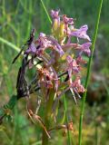 Gymnadenia conopsea