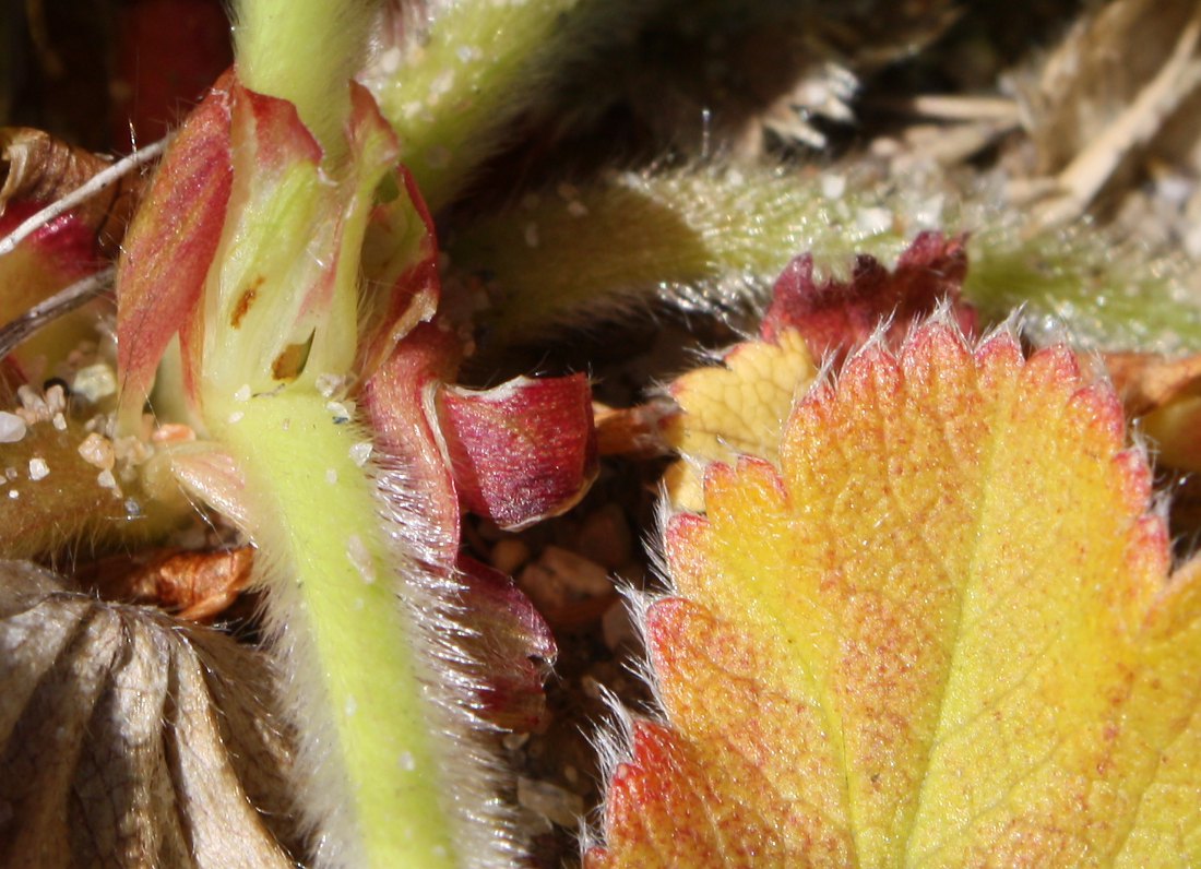 Image of Alchemilla conglobata specimen.