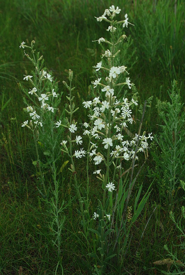 Изображение особи Silene viscosa.