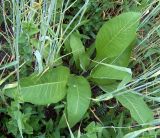 Inula helenium