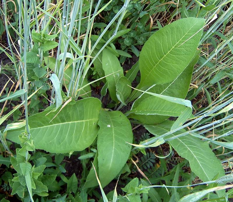 Изображение особи Inula helenium.