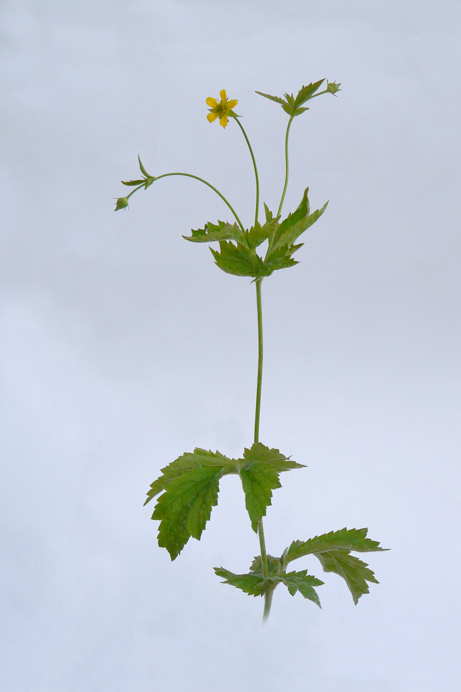 Изображение особи Geum urbanum.