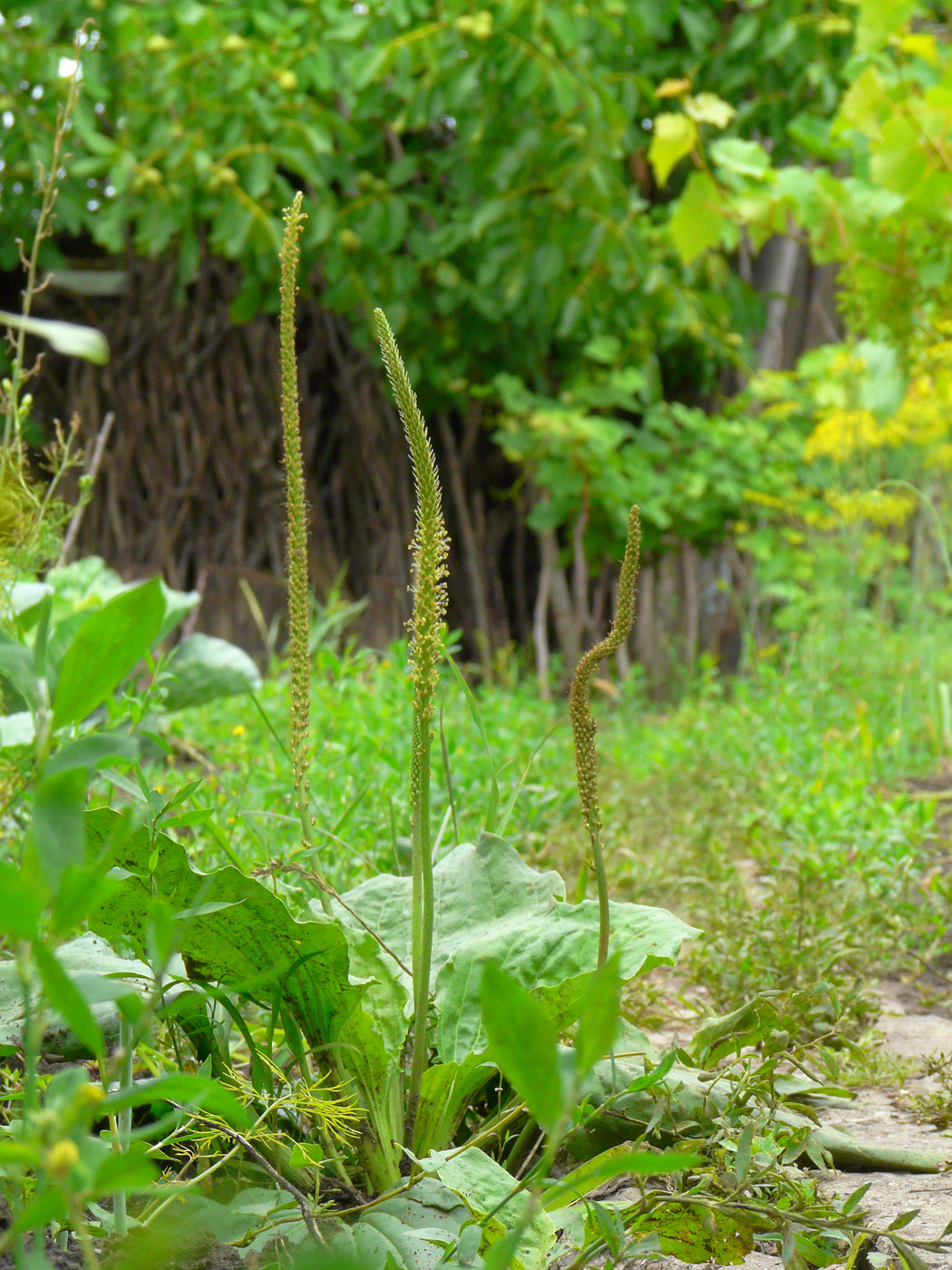 Изображение особи Plantago major.