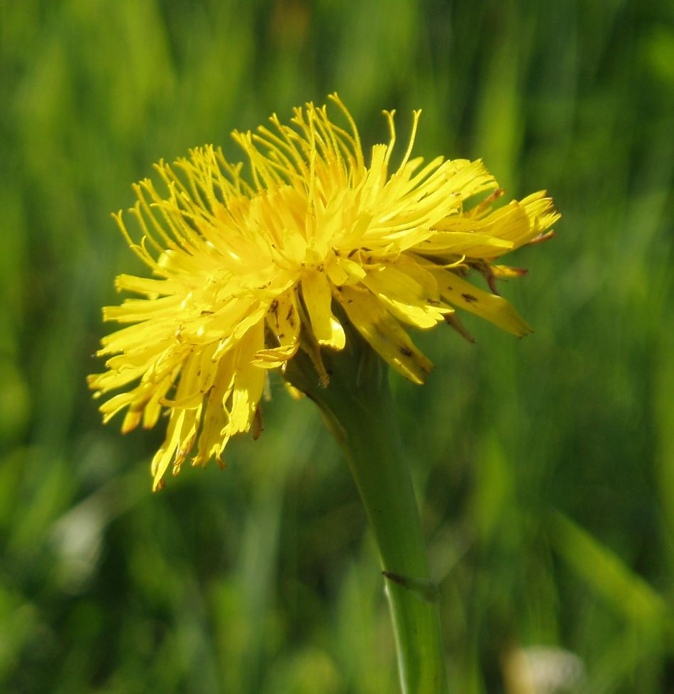 Image of Hypochaeris radicata specimen.