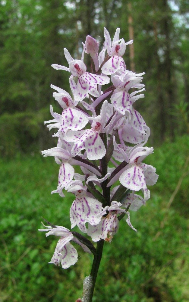 Изображение особи Dactylorhiza maculata.