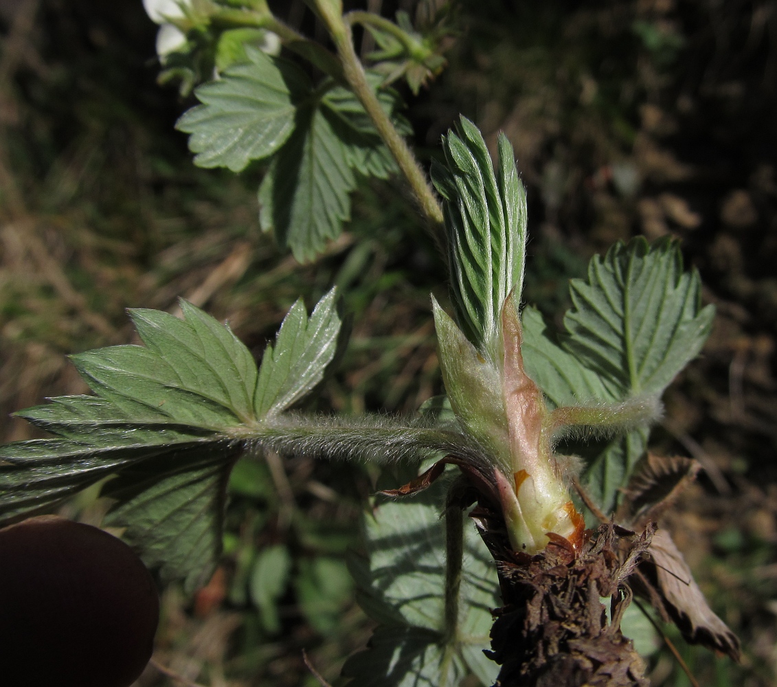 Image of Fragaria viridis specimen.