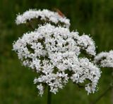 Valeriana officinalis. Соцветие. Смоленская обл., Смоленский р-н, окр. пос. Каспля, зарастающее болото. 08.07.2011.