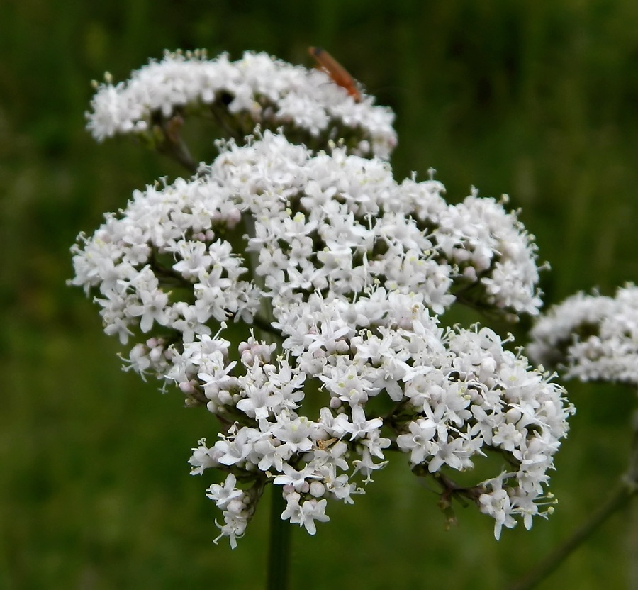 Image of Valeriana officinalis specimen.