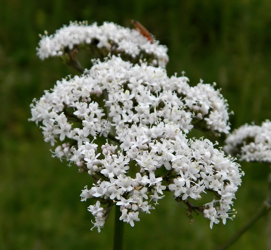 Изображение особи Valeriana officinalis.