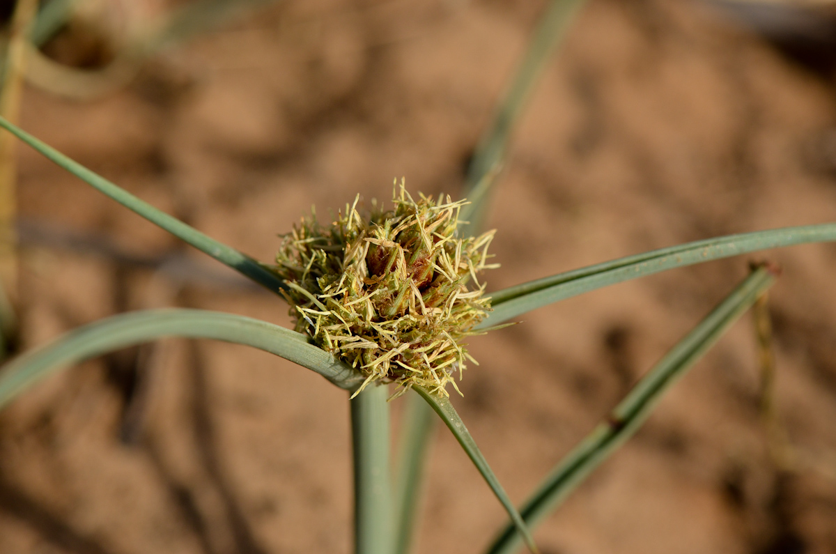Image of Cyperus capitatus specimen.