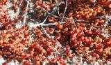 Salicornia perennans