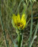 Tragopogon subspecies major