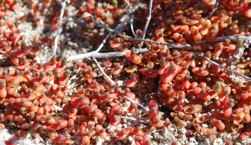 Изображение особи Salicornia perennans.