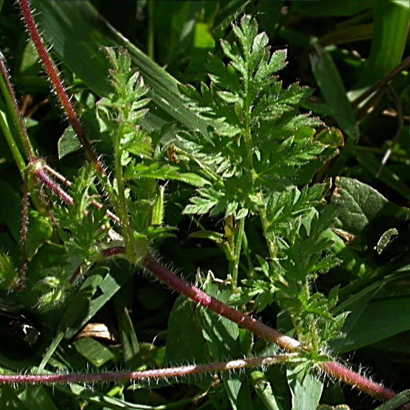 Изображение особи Erodium cicutarium.