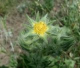 Potentilla callieri