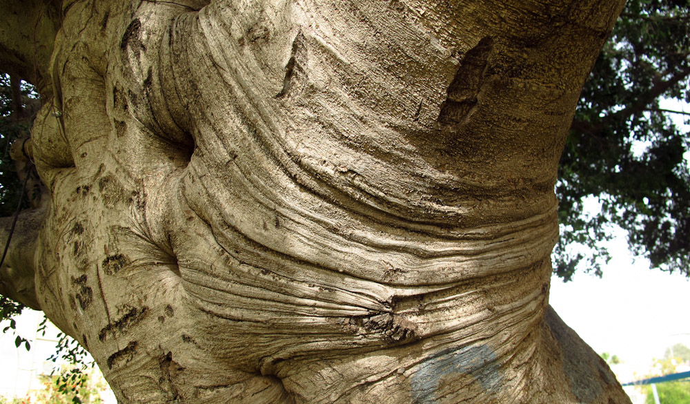 Image of Ficus microcarpa specimen.