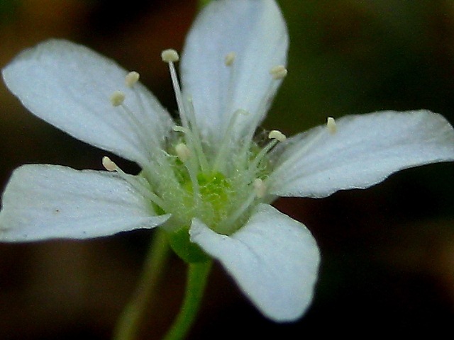 Image of Moehringia lateriflora specimen.