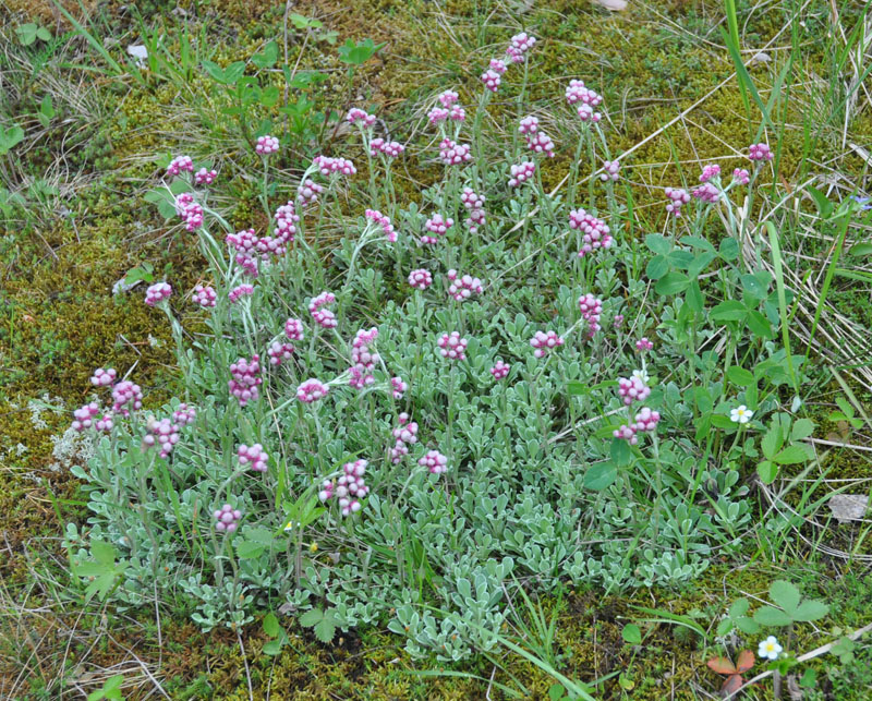 Изображение особи Antennaria dioica.