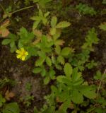 Potentilla norvegica. Цветущее растение. Курская обл., Железногорский р-н, ж.д. в окр. ст. Мицень. 22 июля 2007 г.