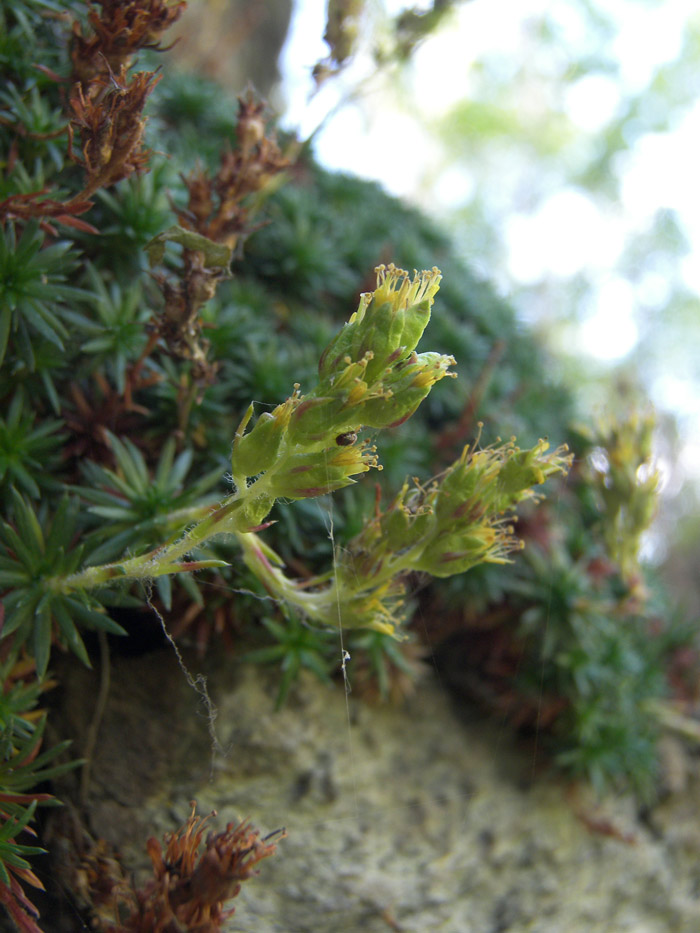 Изображение особи Saxifraga juniperifolia.