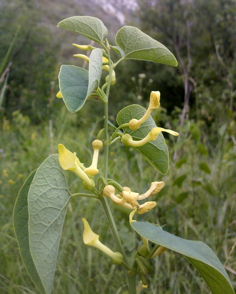 Изображение особи Aristolochia clematitis.