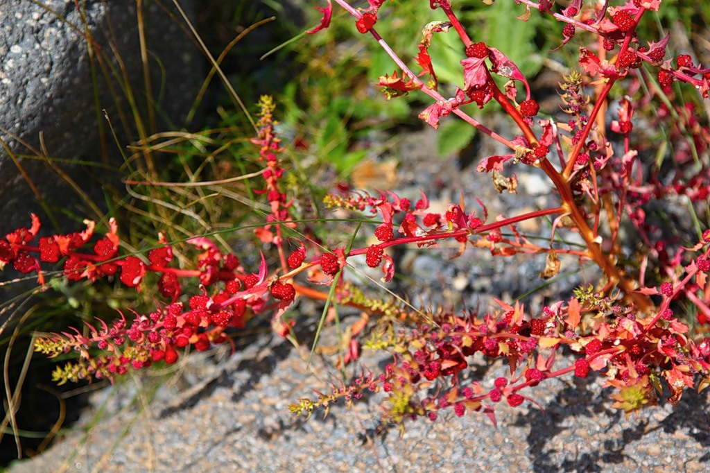 Image of Blitum virgatum specimen.