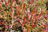 genus Suaeda