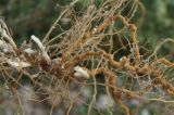 Artemisia santonicum