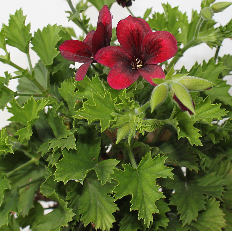 Image of Pelargonium &times; domesticum specimen.