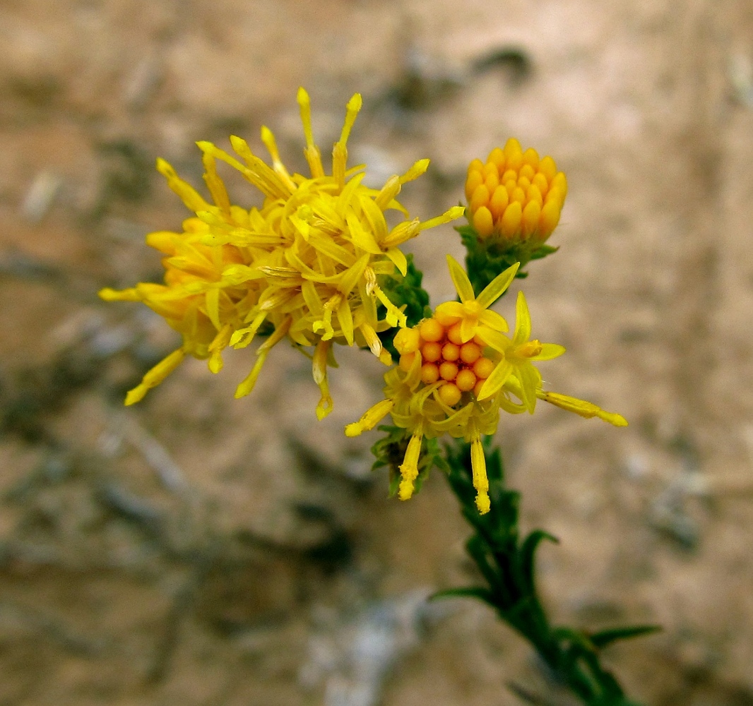 Image of Galatella linosyris specimen.