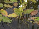 Sagittaria natans