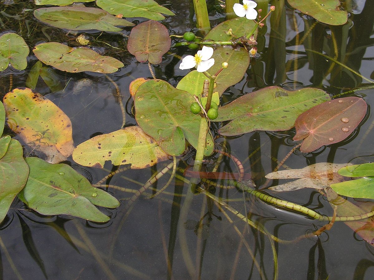 Изображение особи Sagittaria natans.