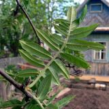 Sorbus sibirica