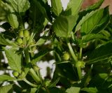 Mercurialis annua. Побеги с соплодиями. Германия, г. Кемпен, у дороги. 06.09.2012.