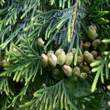 Thuja occidentalis