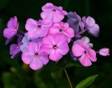 Phlox paniculata