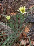 Tragopogon dubius