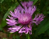 Centaurea jacea. Соцветие. Ярославль, Красноперекопский р-н, ж.-д. ст. Полянки, на склоне Крестовой горы. 13.07.2010.