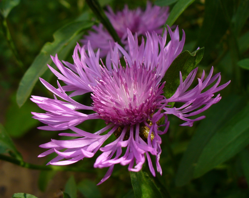 Изображение особи Centaurea jacea.