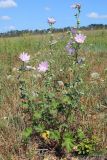 Malva thuringiaca